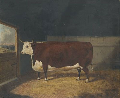 A prize cow in a barn
