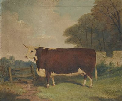 A prize cow by a gate