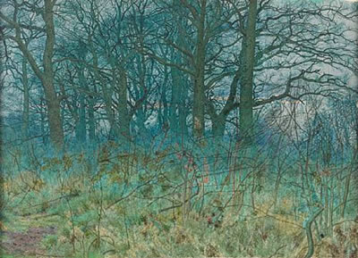 A forest clearing