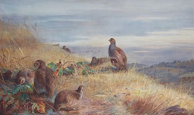 The covey at daybreak - Partridges