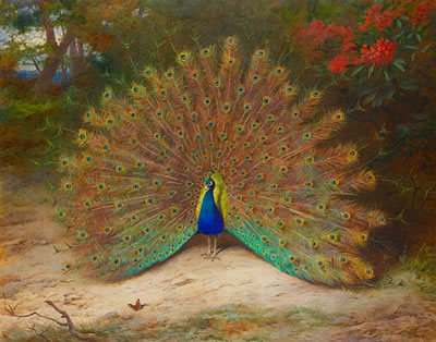 Peacock and Peacock Butterfly