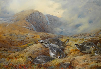 Danger aloft - Ptarmigan