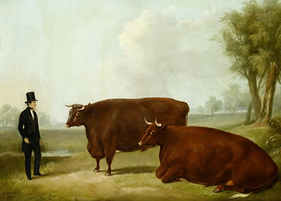A landowner and two cows in a field