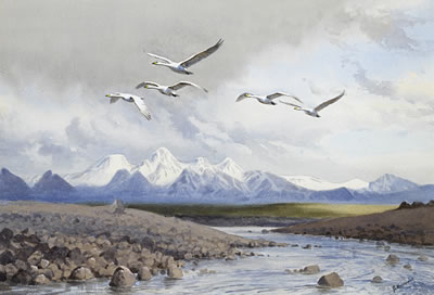 Whoopers in Iceland