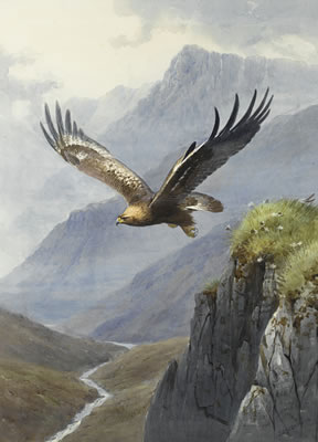 Sample artwork by John Cyril Harrison (1898 - 1985), known for birds in flight paintings, sketching. drawing - View similar artists and auction records
