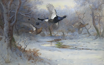 Blackcock and Grouse in flight - Winter
