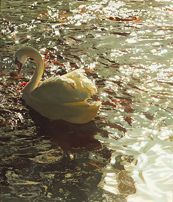 Water Surface with Swan
