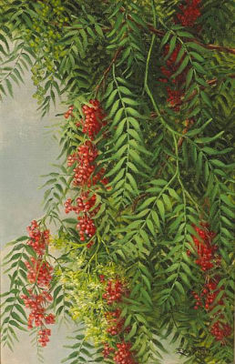 A Branch from a Pepper Tree