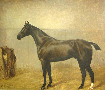 A Black Horse in a Stable