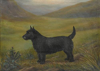 A Scottie in a Glen