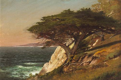 Cypress Tree, Carmel Bay, 1879