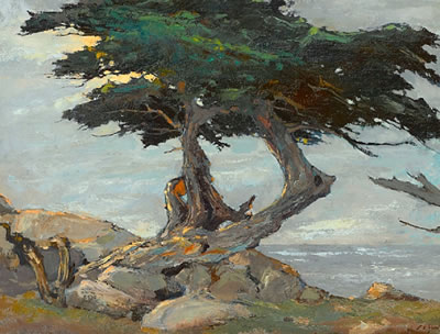Coastal cypress