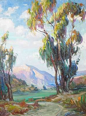Sunset Glow on Eucalyptus trees