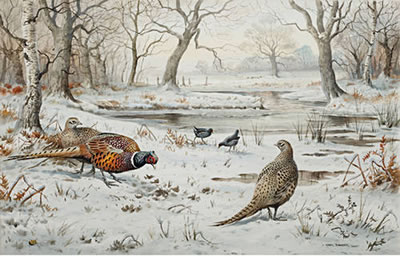 Pheasants and Moorhens in the snow
