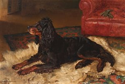 Gordonsetter hviler på isbjørnskinn