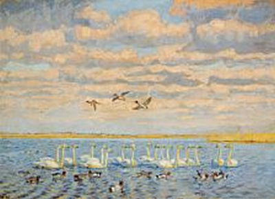 Swans and ducks