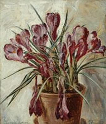 Still life with mauve crocus in a pot.