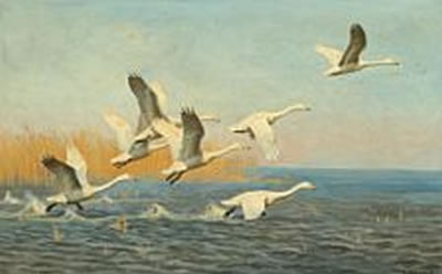Flying swans.