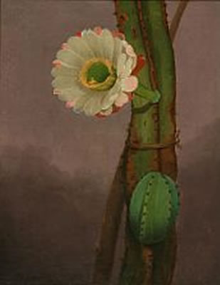 Cactus hemgenia