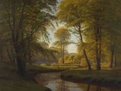 Forrest scenery with small stream