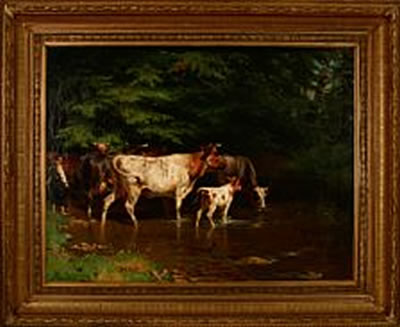 Cows drinking water