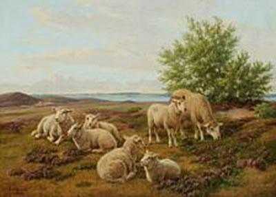 Sheeps in the field with flowering heather.