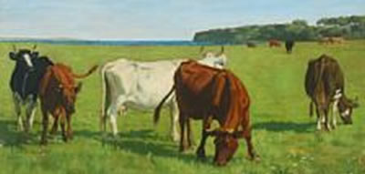 Grazing cows
