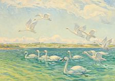 A flock of swans at a larger lake.