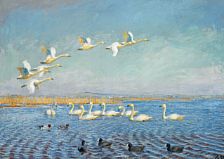 Singing swans, coots and ducks at Filsø.
