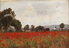 Poppy field