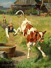 A merry bull calf, Scania