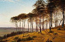 Sunshine through the trees, Vinderød Forest