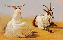 Two goats