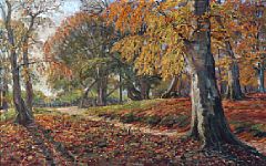 Autumn day in the woods