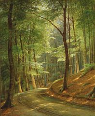 Forest road