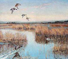 Ducks at a lake