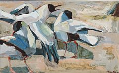 Black-headed gulls