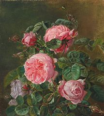 Pink roses