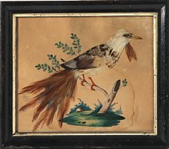 Birds (5)