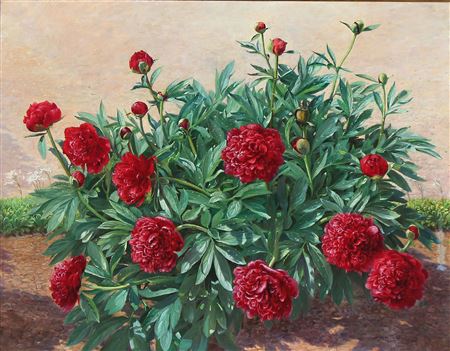 Peonies