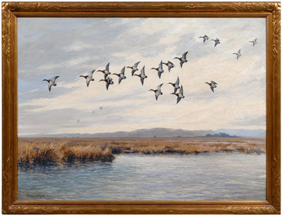 Canvasback ducks in flight