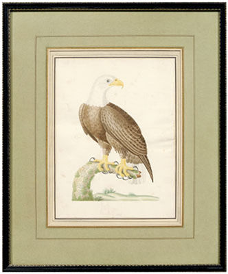 Bald Eagle, No. 133 by John White Abbot - Auction record, sale price, and art valuation. Compare with similar artists and explore comparable artworks.