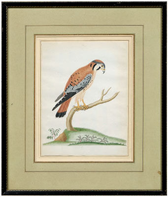 Sparrow Hawk (American Kestrel), No. 9