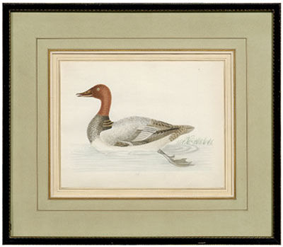 Great Brown-Headed Duck