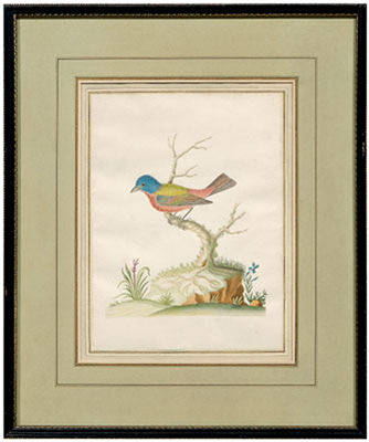 Painted Bunting, No. 116