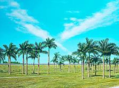 "Highway and Palmtrees"