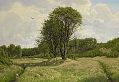 A forest senery