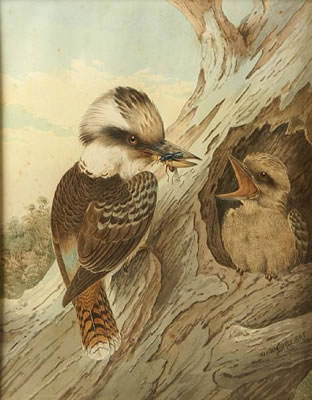 Kookaburra with snake (two similar); Kookaburra feeding its young (3)