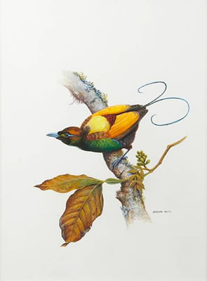 Magnificent Bird of Paradise; Pair of Blue Wrens; Sacred Kingfisher; Golden Whistler; Azure Kingfisher; Rainbow Bee-Eater; Scarlet Robin (7) by Jeremy Boot - Auction record, sale price, and art valuation. Compare with similar artists and explore comparable artworks.