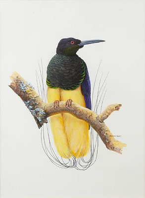 Two Galahs; Peregrine Falcon; Nankeen Kestrel; Twelve-wired Bird of Paradise, Southern Boobook (5) by Jeremy Boot - Auction record, sale price, and art valuation. Compare with similar artists and explore comparable artworks.
